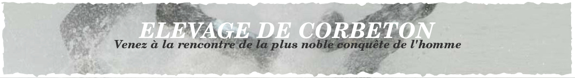 ELEVAGE DE CORBETON